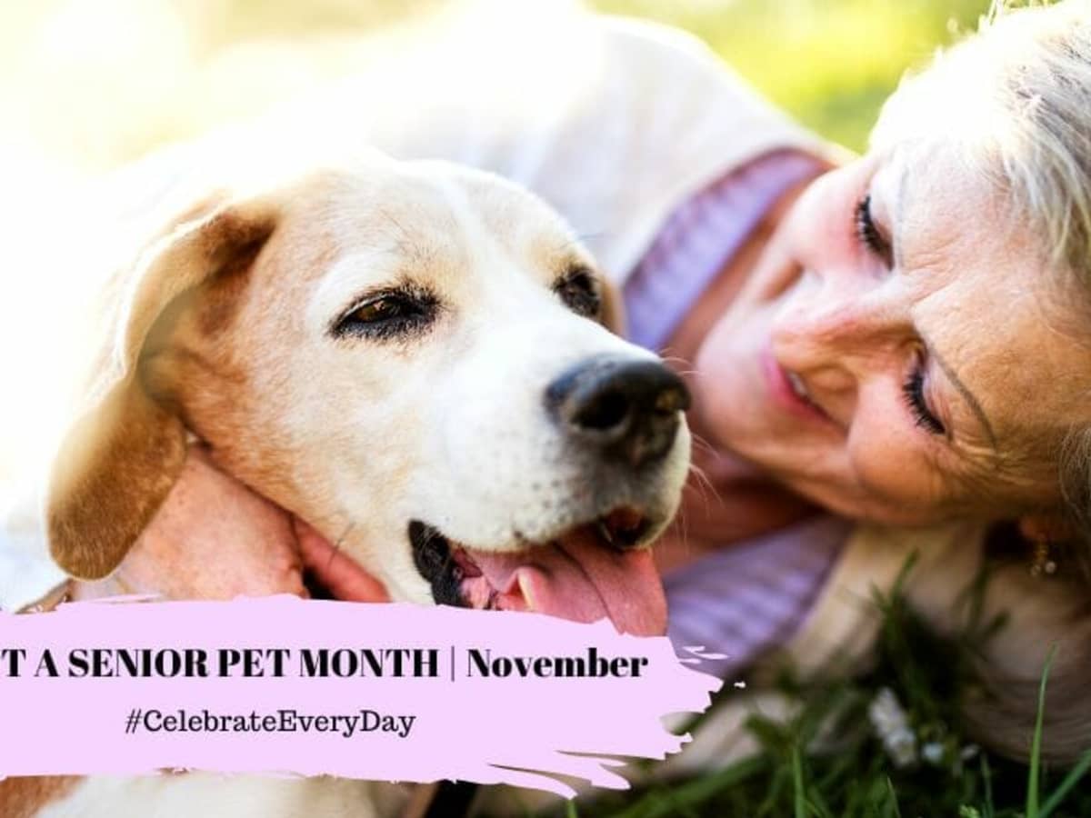 Senior dog month online