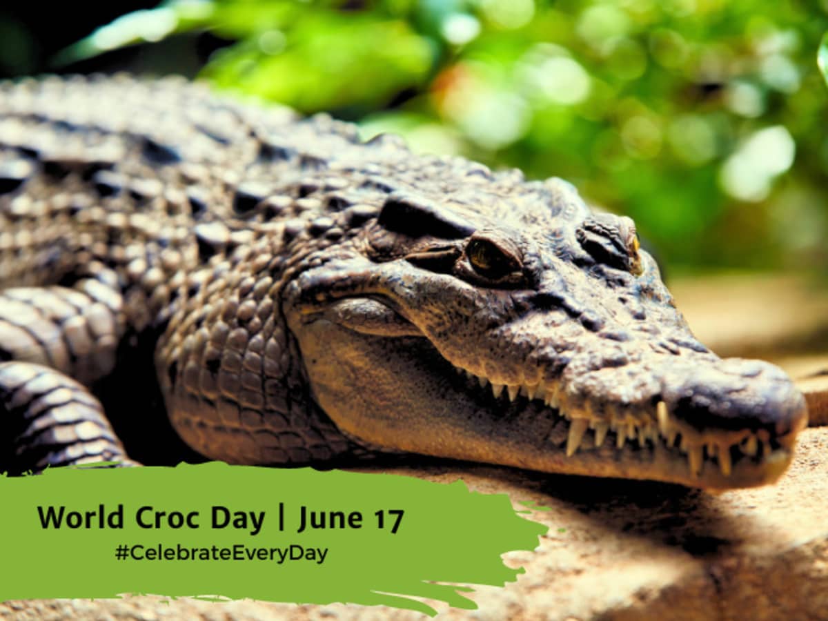 Croc day outlet
