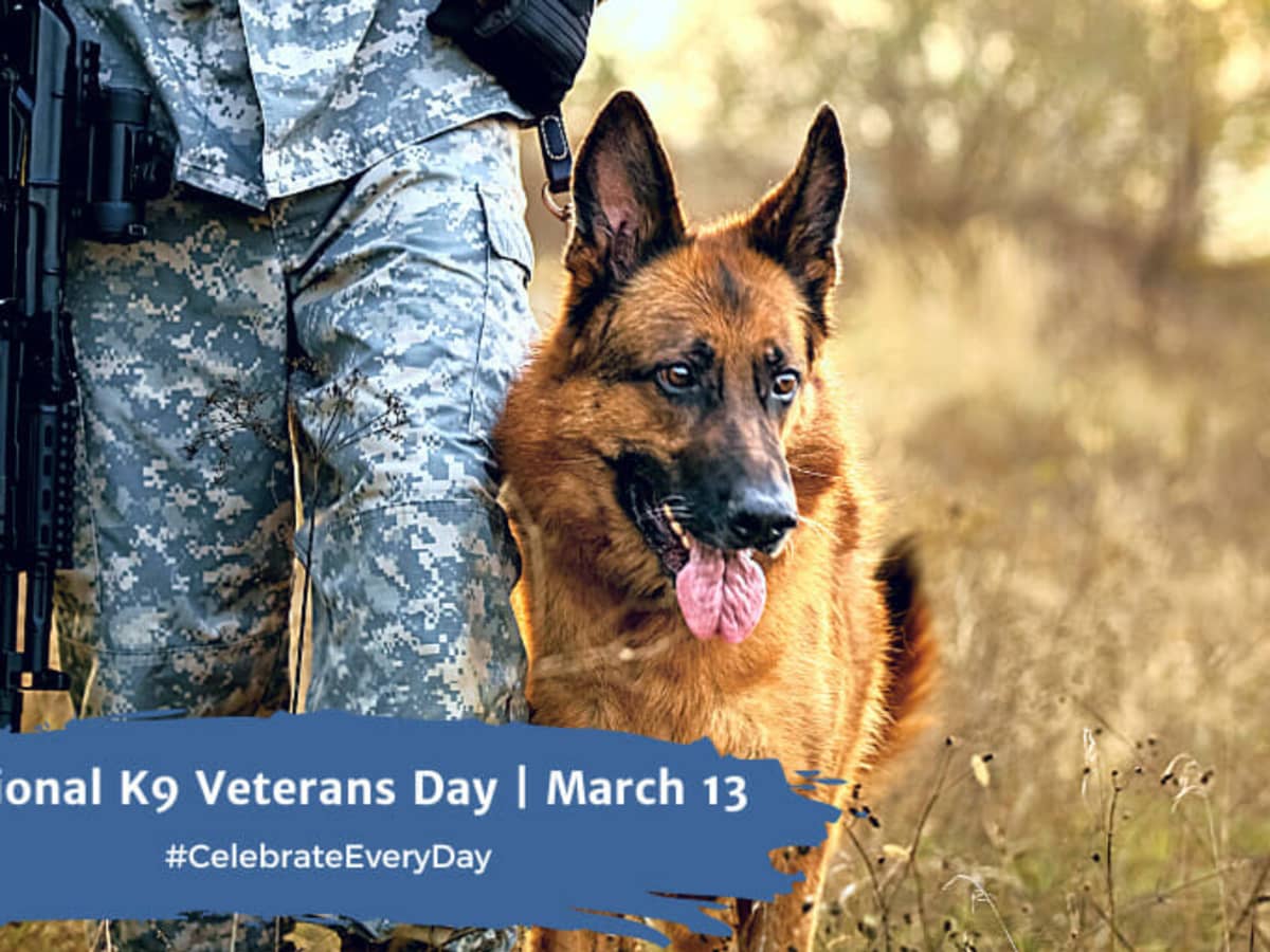 Veteran online k9 training