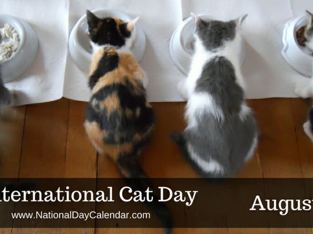World cat day 2019 hotsell