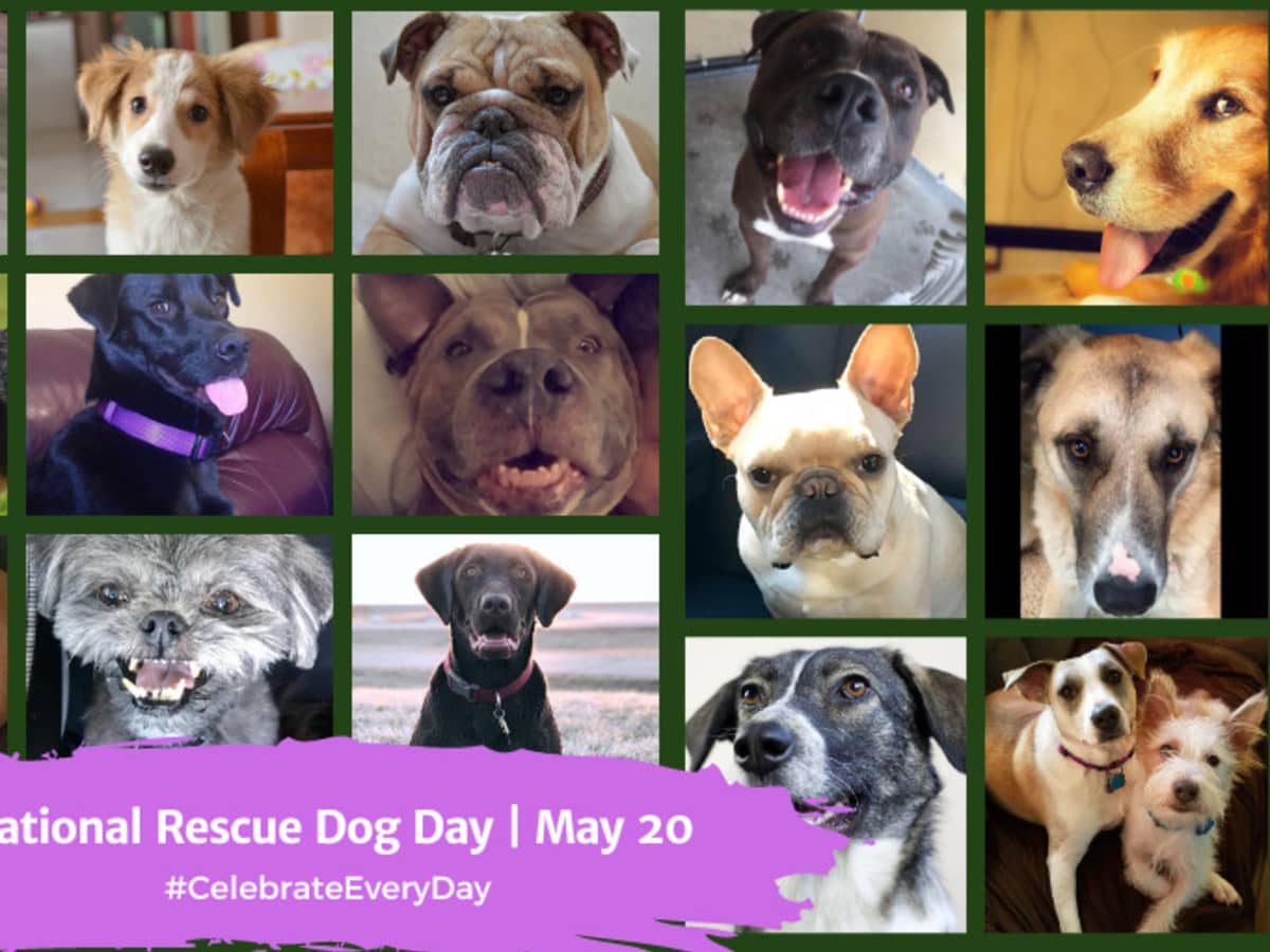 National rescue best sale dog day