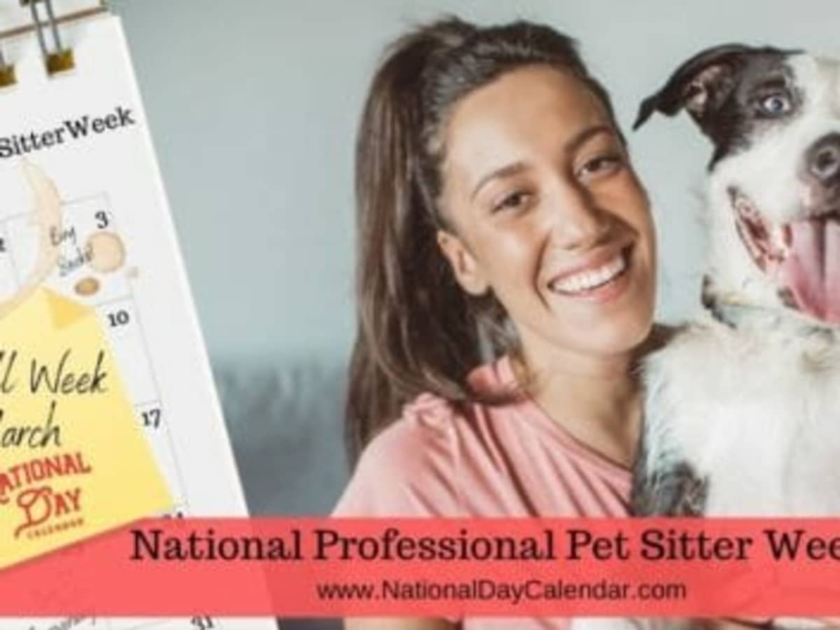 Professional shop dog sitters