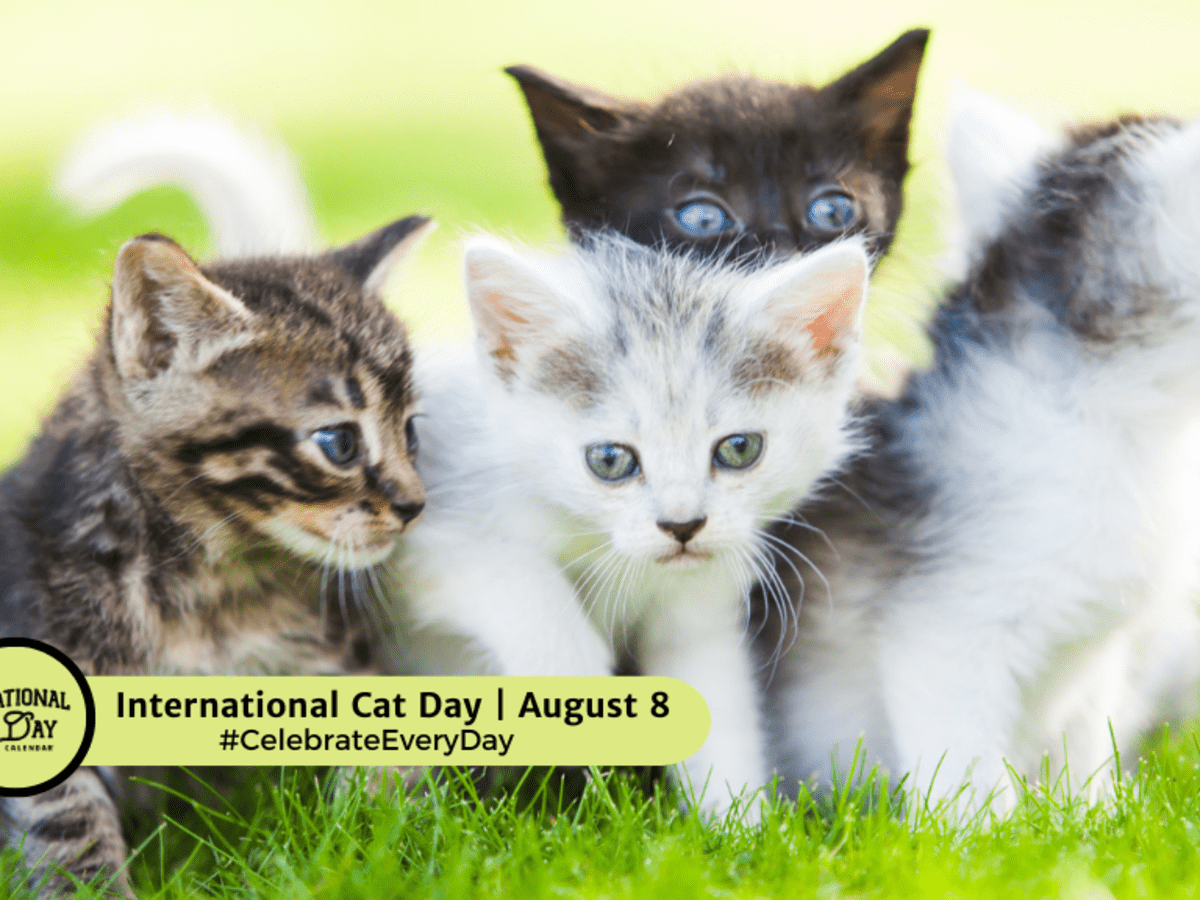 International cat day discount