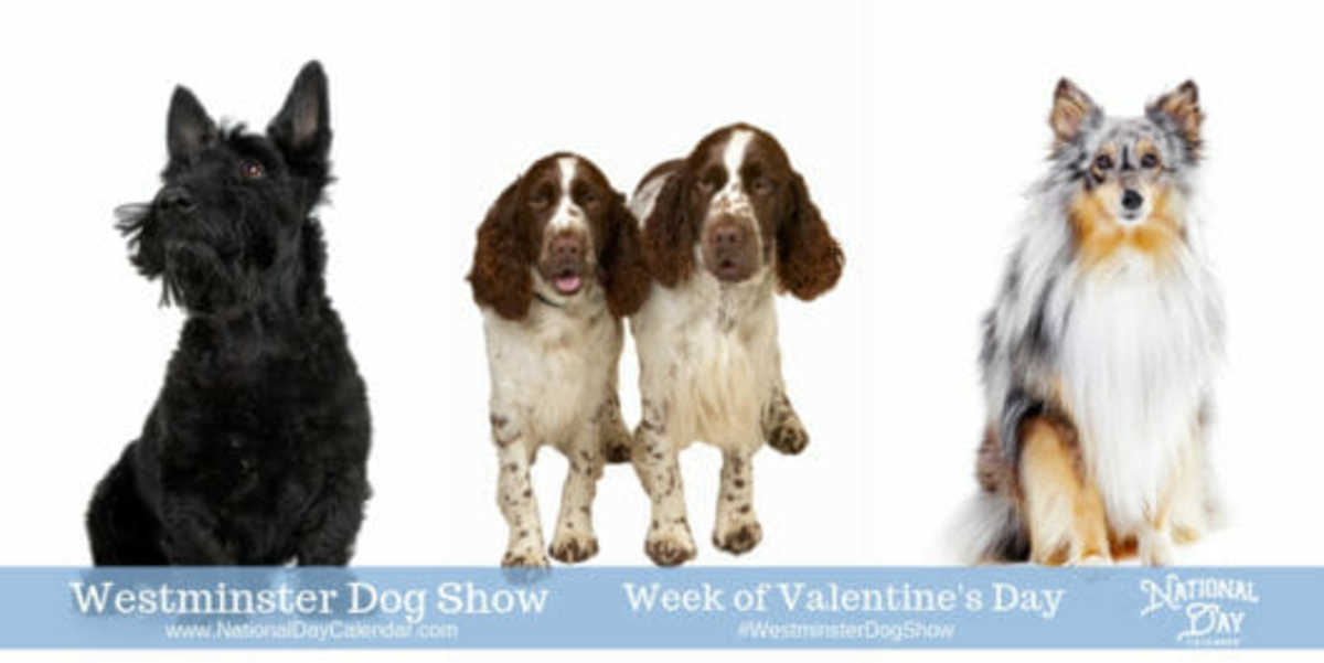 DIAMOND☆DOGS White Valentine Show 2025 westminster-dog-show---week-of