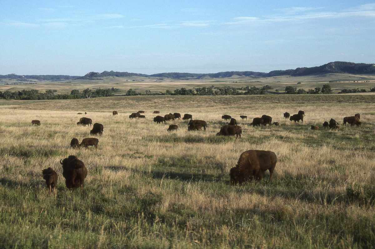 Nebraska Buffalo