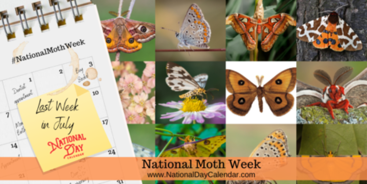 NATIONAL MOTH WEEK - Last Week in July - National Day Calendar