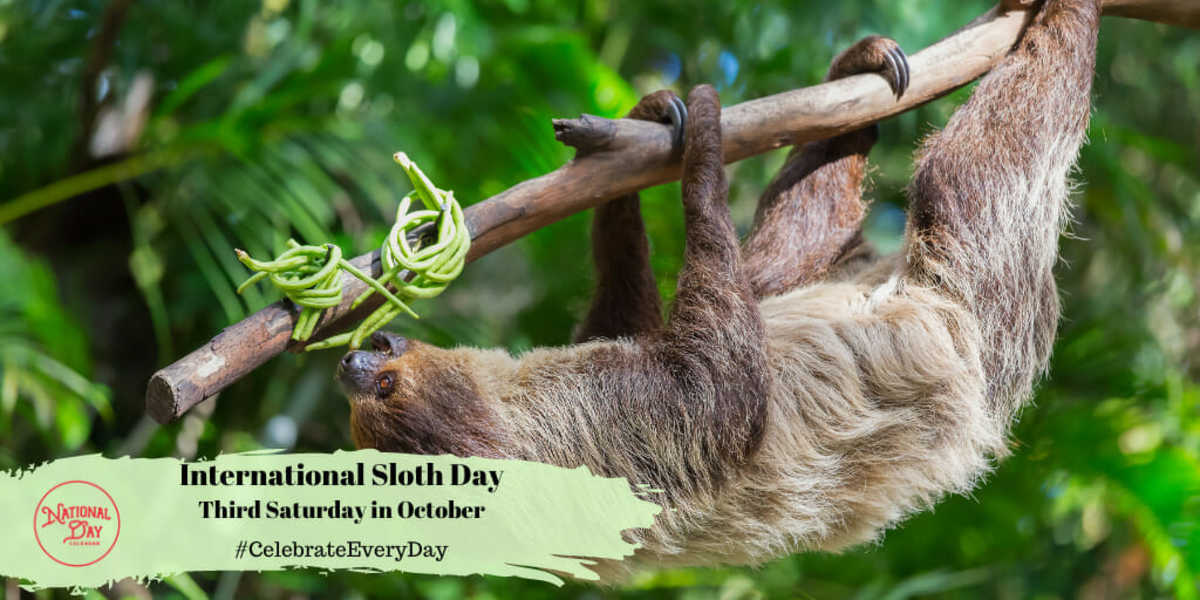 INTERNATIONAL SLOTH DAY - October 20 - National Day Calendar