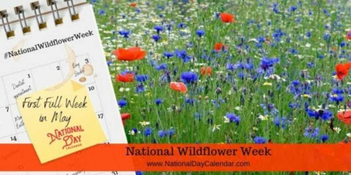 NATIONAL WILDFLOWER WEEK FIRST FULL WEEK IN MAY National Day Calendar