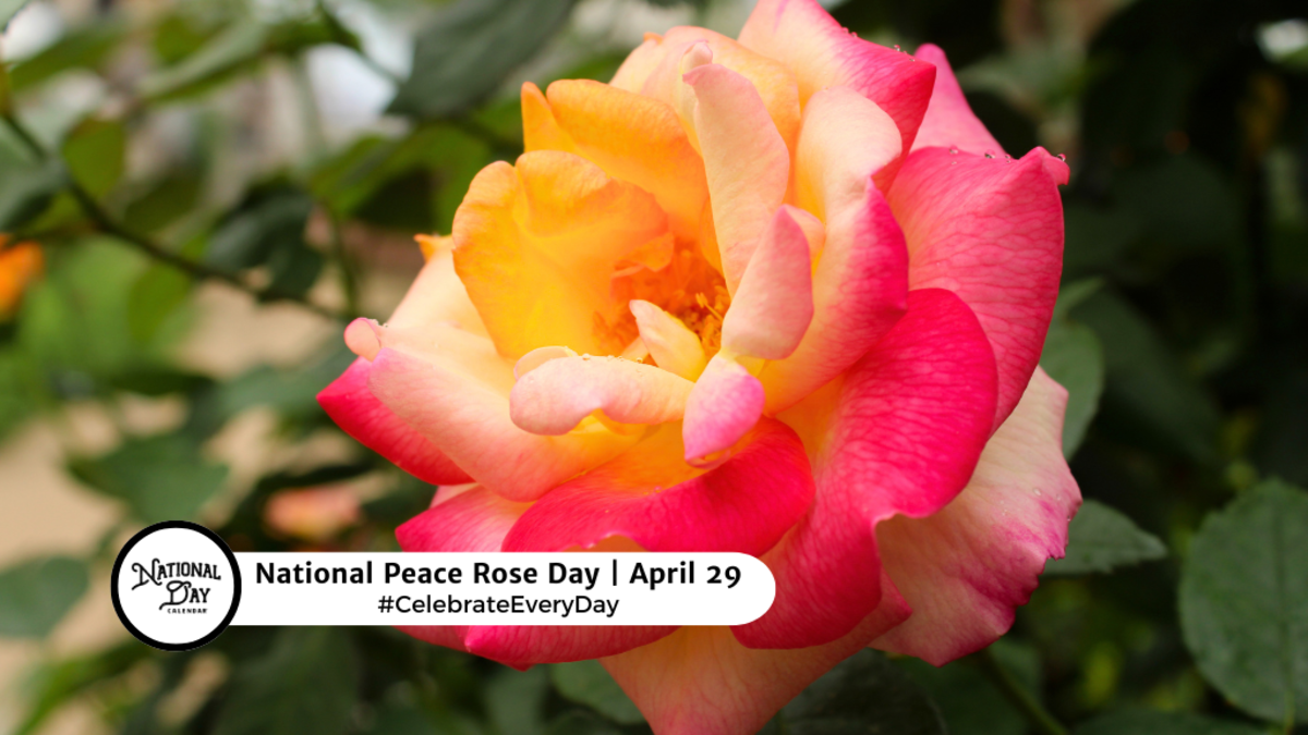APRIL 29, 2024 NATIONAL SHRIMP SCAMPI DAY NATIONAL PEACE ROSE DAY