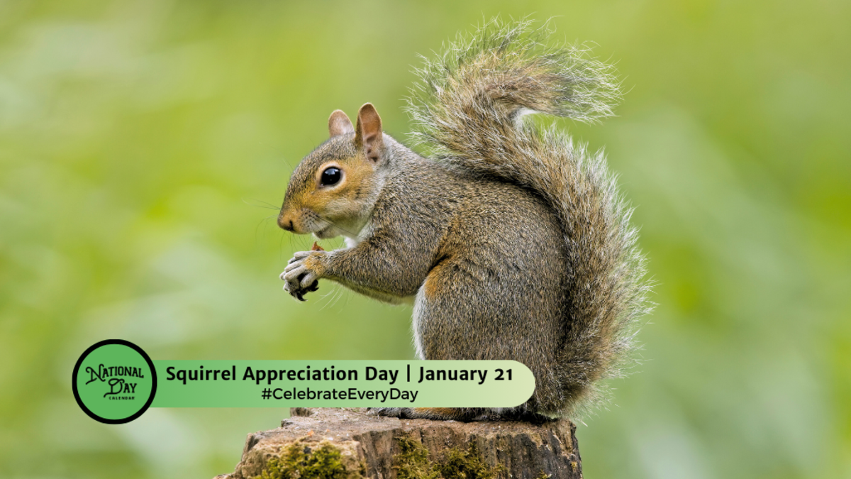 SQUIRREL APPRECIATION DAY January 21 National Day Calendar